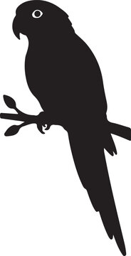Jenday Conure in silhouette on white background.