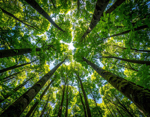 seen from under a tall tree towering in the middle of the forest