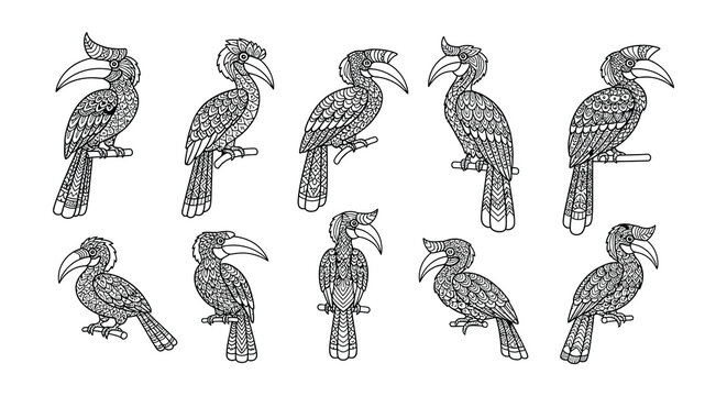 Intricate black and white illustrations depicting various hornbill bird species