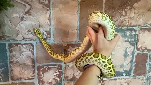A yellow-green snake wrapped around a woman's hand. Stone background.