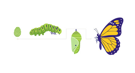 Butterfly Life Cycle Stages: Egg, Caterpillar, Chrysalis, Butterfly © gan