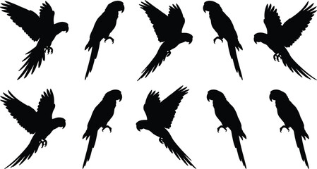 Parrot silhouette collection, flying and perched macaw birds set, tropical exotic bird silhouettes isolated, black avian shapes for wildlife design © arif