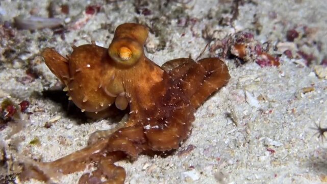 Small Brown Octopus Crawling Across Sandy Seafloor