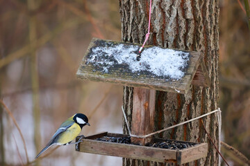 Great tit bird eating sunflower seeds from a wooden bird feeder in winter © k49red