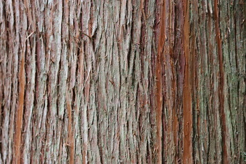 Close up of striped red cedar bark © Francesca Leslie
