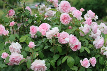 Fototapeta premium Rose bush covered in large pink flowers