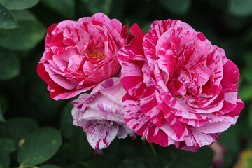 Close up of large pink rose heads