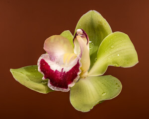 Green Cymbidium Orchid Flower With Burgundy Lip On Brown Background