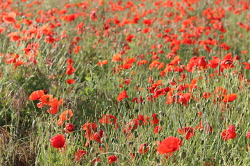Fototapeta premium Bright red poppies in a meadow