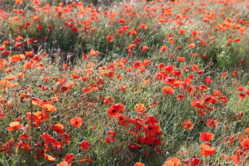 Bright red poppies in a meadow