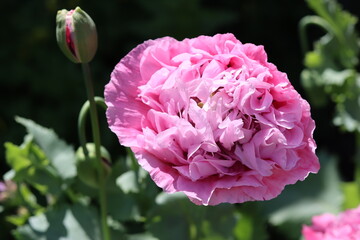 Obraz premium Close up of a bright pink poppy flower