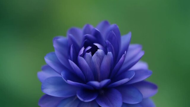 Closeup of a blue lotus flower.