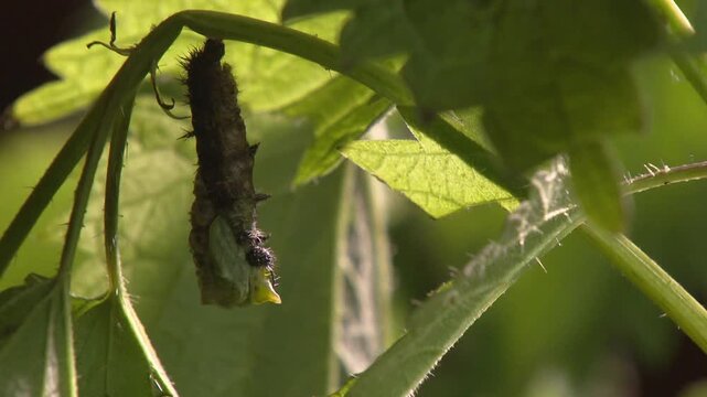 Time lapse of caterpillar pupating close up