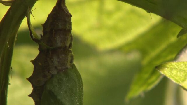 Close-up of caterpillar chrysalis hanging from leaf