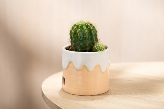 Small Echinopsis calochlora cactus growing in a cute ceramic pot on a wooden table. Minimal indoor plant scene with soft light and neutral background, ideal for home decor and gardening concepts.
