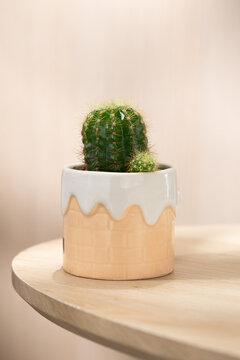 Small Echinopsis calochlora cactus growing in a cute ceramic pot on a wooden table. Minimal indoor plant scene with soft light and neutral background, ideal for home decor and gardening concepts.