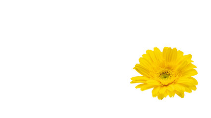 黄色いガーベラの花 マクロ撮影 背景透過