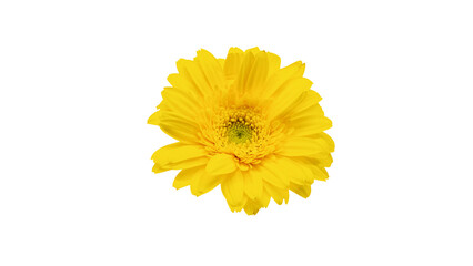 黄色いガーベラの花 マクロ撮影 背景透過