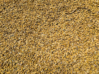 Pile of Unhusked Rice Grains Background – Dry Paddy Texture Agriculture Harvest