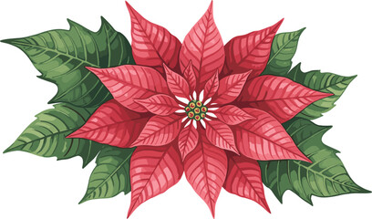 Christmas Poinsettia Flower Illustration, Red and Green Holiday Floral Design"