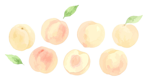 Hand drawn watercolor white peach illustration, fresh ripe fruit with soft pink texture／白桃