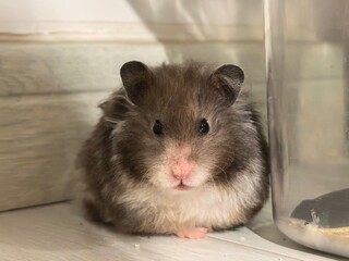 litter hamster