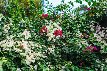 Bougainvillea flowers with white and pink blossoms growing on lush tropical vine in garden