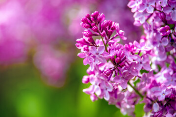 Fototapeta premium Pink lilac blooms in the Botanical garden 