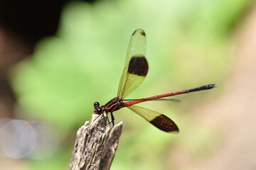 コナカハグロトンボ © nigauri