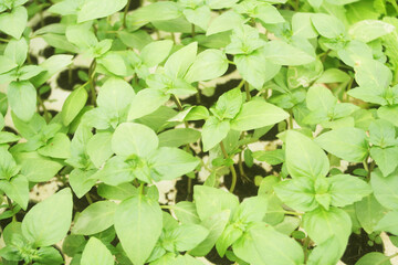 Many young plant shoots close up