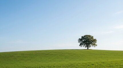 Obraz premium Majestic lone tree standing atop vibrant emerald green hill under clear blue sky with soft natural lighting, serene countryside landscape, peaceful solitude in nature
