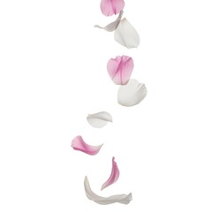 Falling Rose Petals in Gentle Motion.