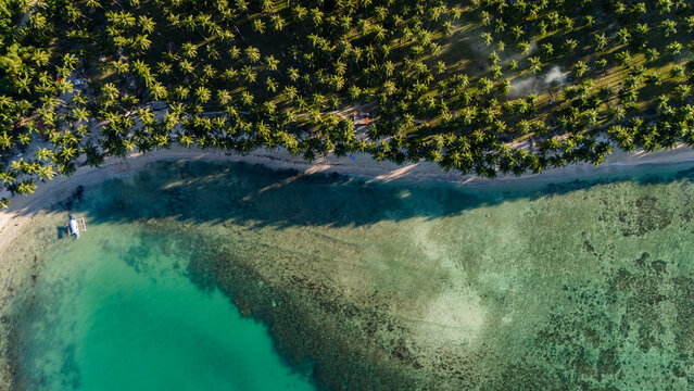rone perspective showing the contrast between a lush palm grove and the transparent sea in the Philippines. A minimalist composition of natural textures and colors