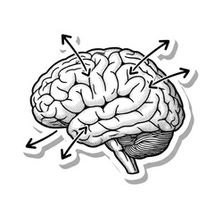 Fototapeta premium Detailed illustration of the human brain with labeled regions