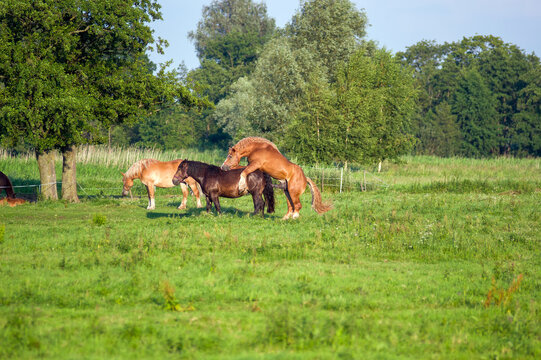 Konie na pastwisku prokreacja ogier zapładniający klacz.