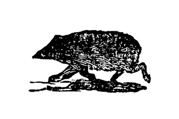 Fictional hedgehog with elongated limbs, round body, distinct head, walking on white background, old vintage illustration, 1897. © Timofeeff