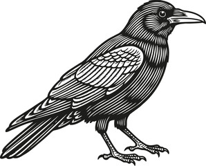 Fototapeta premium detailed black raven illustration with intricate feather patterns and sharp beak profile