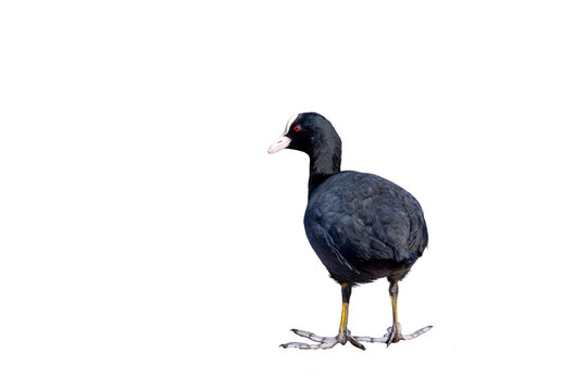  Łyska zwyczajna (Fulica atra).PNG.