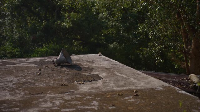 Giant squirrel glides in slow motion, nature scene, Jim Corbett Park