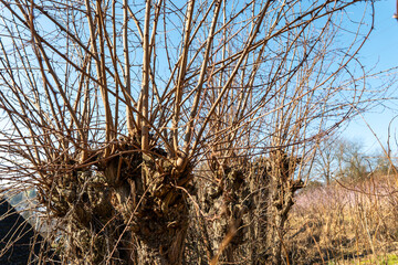 New shoots growing from old black locust (acacia) trunk after coppicing, dense leafless branches in early spring under clear blue sky in rural landscape. © Marek