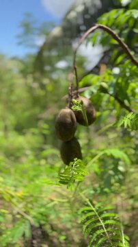 Cinematic Close-up of Fresh Ambarella Fruit Hanging on a Tree Branch, Tropical June Plum or Golden Apple in a Lush Garden in Sri Lanka, Nature Scenery
