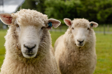 Obraz premium Curious Woolly Sheep Pair Green Pasture