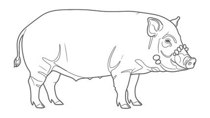 Obraz premium Wild Boar Illustration: A striking line art illustration of a wild boar, showcasing its powerful build and distinctive features, perfect for educational or artistic use.