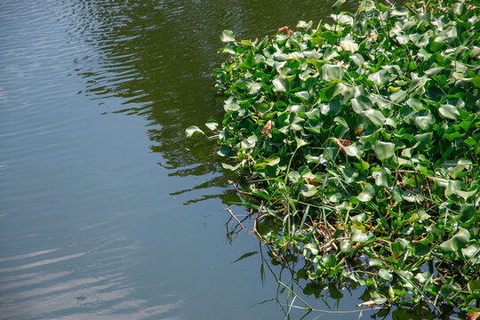Green water hyacinth floating on the calm surface of a river with dark water reflections and ample copy space.