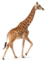 Obraz premium Giraffe walks confidently with long legs