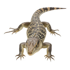 Fototapeta premium Large lizard with textured skin and long tail climbing isolated on a transparent background reptile