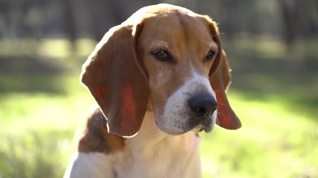 Calm Adult Beagle Blinking in Slow Motion - Close Up Portrait of Relaxed Dog Outdoors