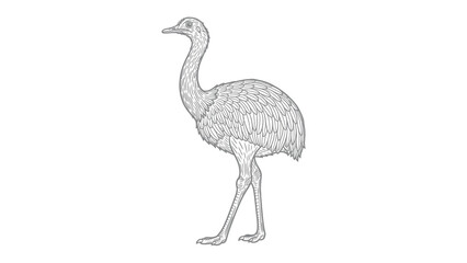 Obraz premium Emu Standing: A detailed, monochrome illustration of a tall emu in a poised stance, showcasing its unique form and elegant posture. 