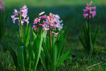 Fototapeta premium Seasonal spring flowers from garden