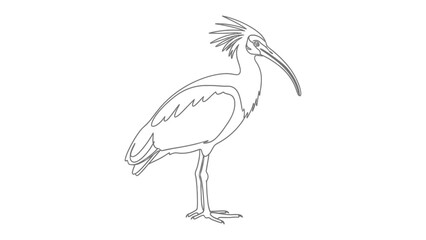Obraz premium Sacred Ibis: An elegant line drawing captures the distinctive silhouette of a sacred ibis. This artwork offers a glimpse into the beauty of avian life, presenting a moment of artistic minimalism.